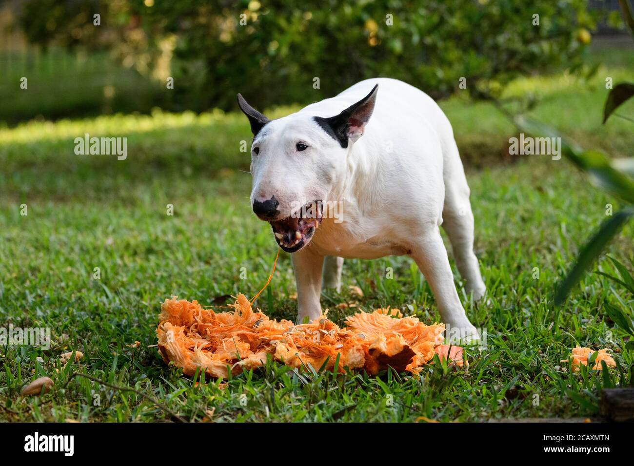 Bianco mini bull terrier sull'erba dopo la rottura aperta e mangiare una zucca Foto Stock