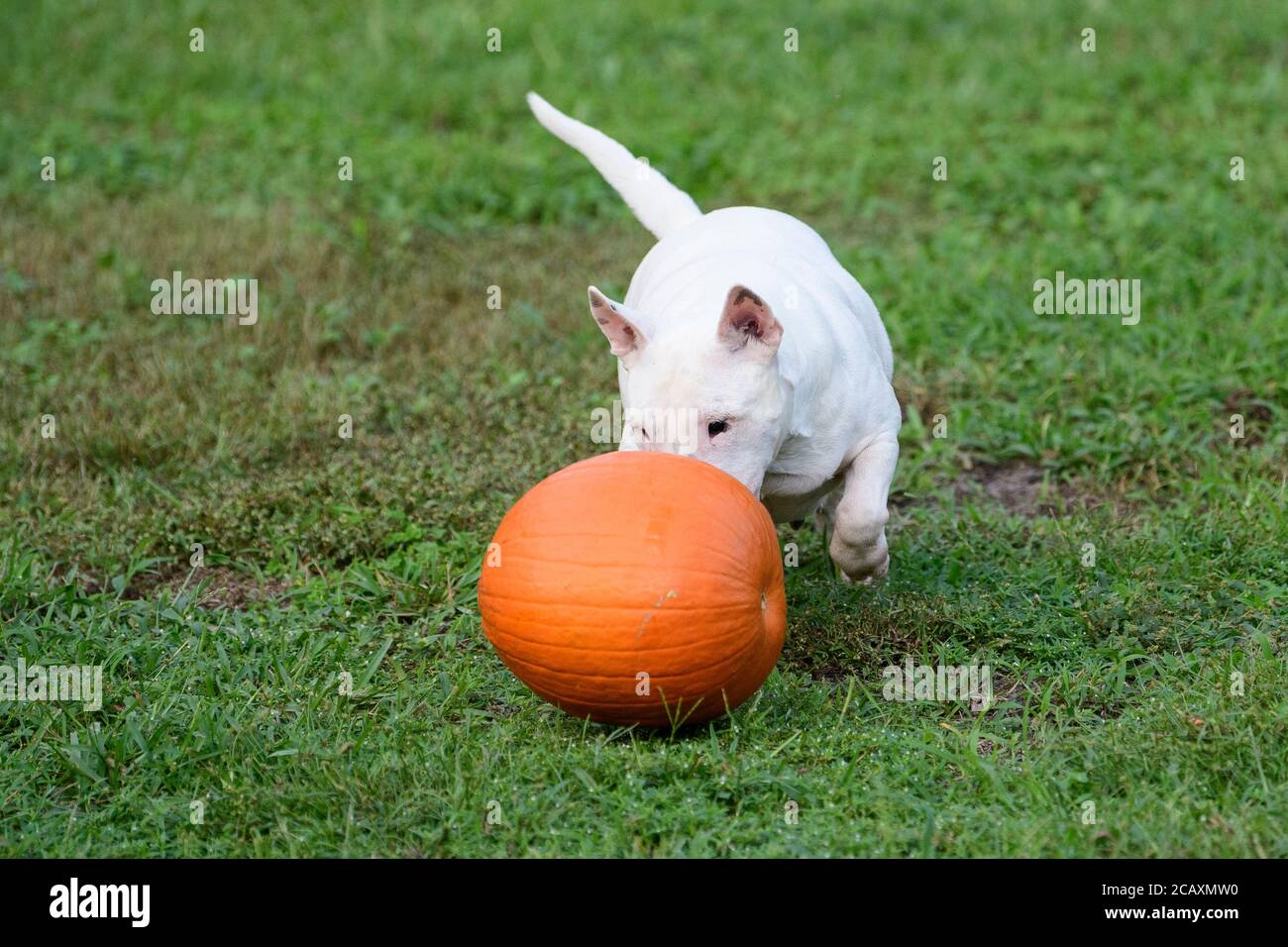 Bianco mini bull terrier giocare in erba con un zucca Foto Stock