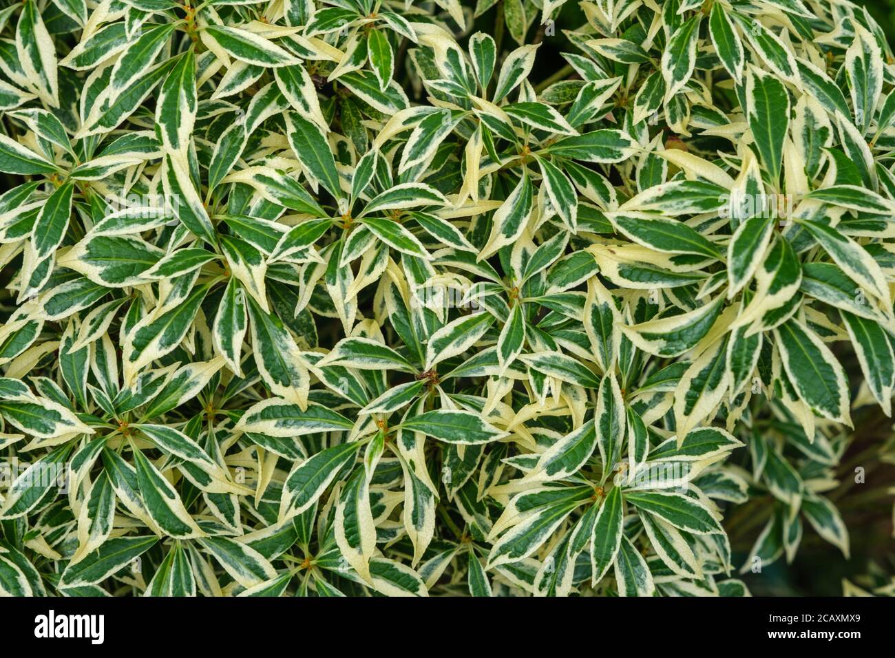 Sarcococca japonica variegata "" Foto Stock