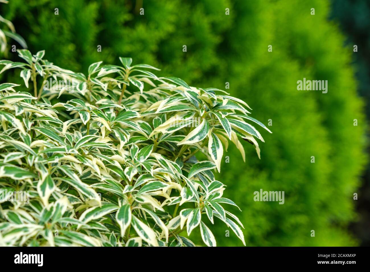 Pieris japonica 'variegata' con conifere in background Foto Stock