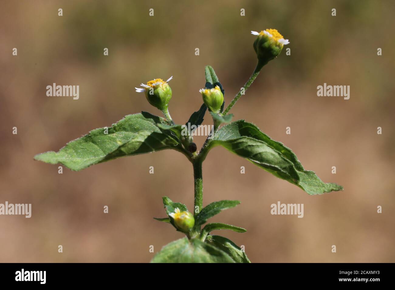 Galinsoga parviflora, gallante soldato. Pianta selvaggia sparata in estate. Foto Stock