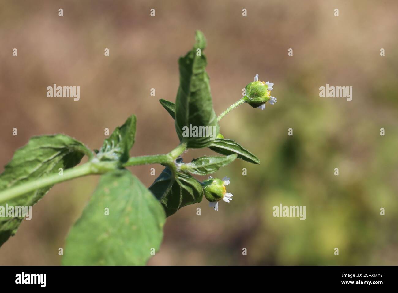 Galinsoga parviflora, gallante soldato. Pianta selvaggia sparata in estate. Foto Stock