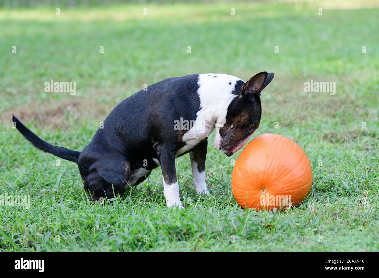 Miniatura brindle toro terrier sull'erba fissando a a. zucca Foto Stock