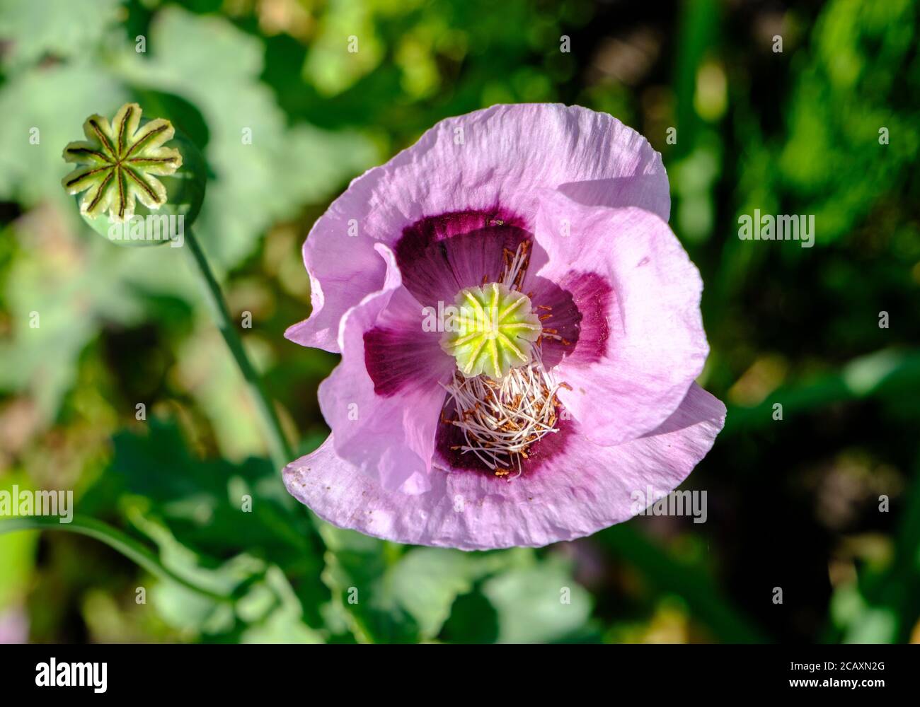 Fiore di papavero di oppio rosa e testa di semi Foto Stock