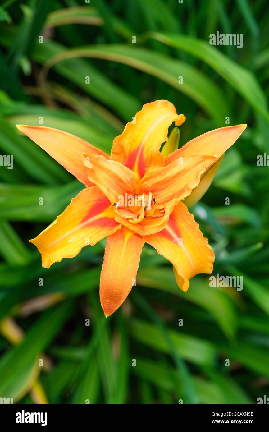 Daylily in fiore nel giardino del Regno Unito nel mese di luglio Foto Stock