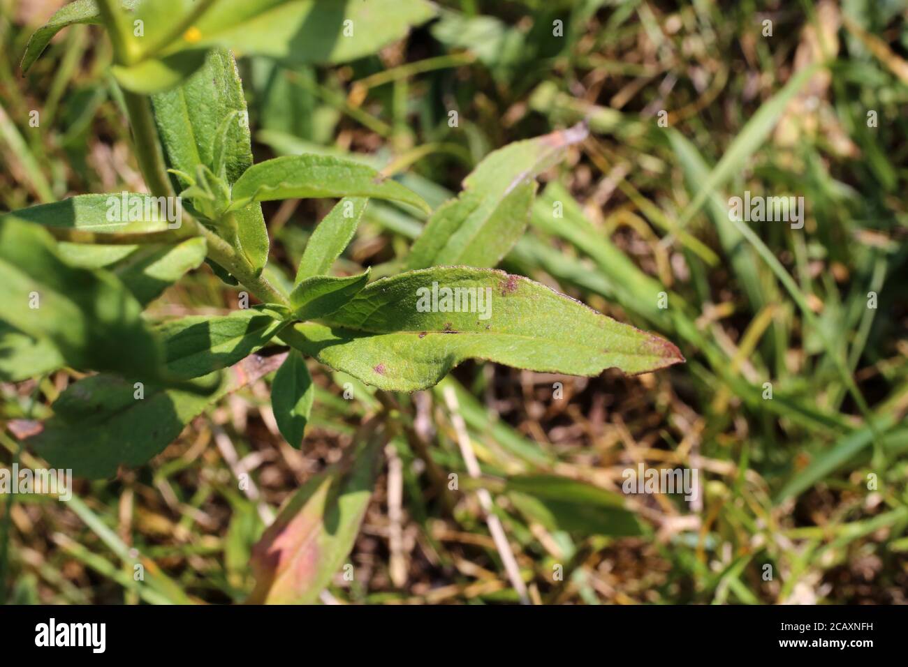 Inula britannica, British yellowhead, Meadow Fleabane. Pianta selvaggia sparata in estate. Foto Stock