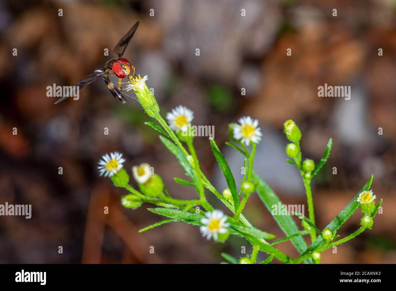 Una mosca di cavolo alato dalla banda orientale (Ocyptamus fascipennis) che si nutre del nettare di una pianta di alghe (Erigeron canadensis), una specie di Fleabane. Foto Stock