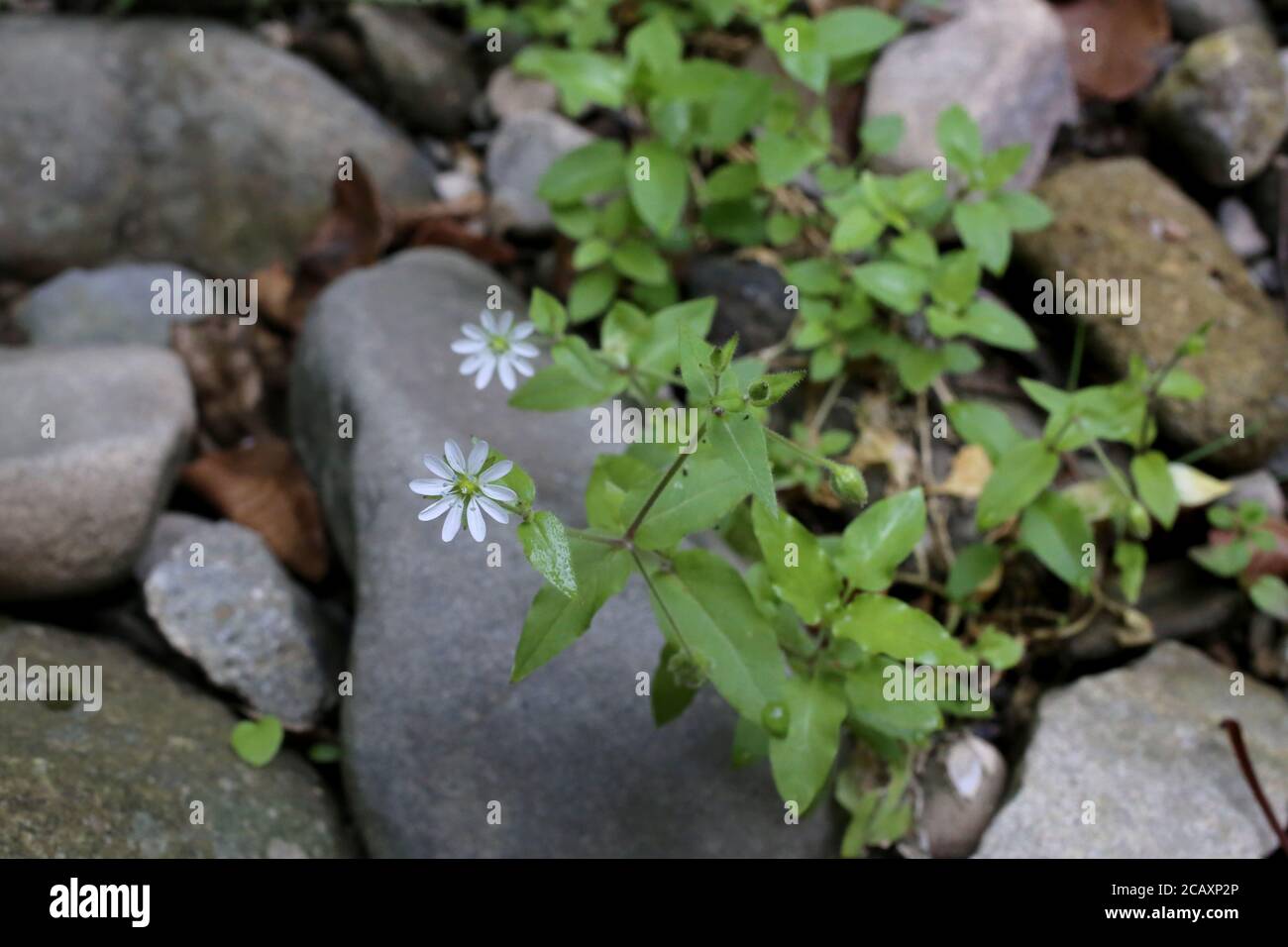 Myosoton aquaticum, acqua svezzata. Pianta selvaggia sparata in estate. Foto Stock