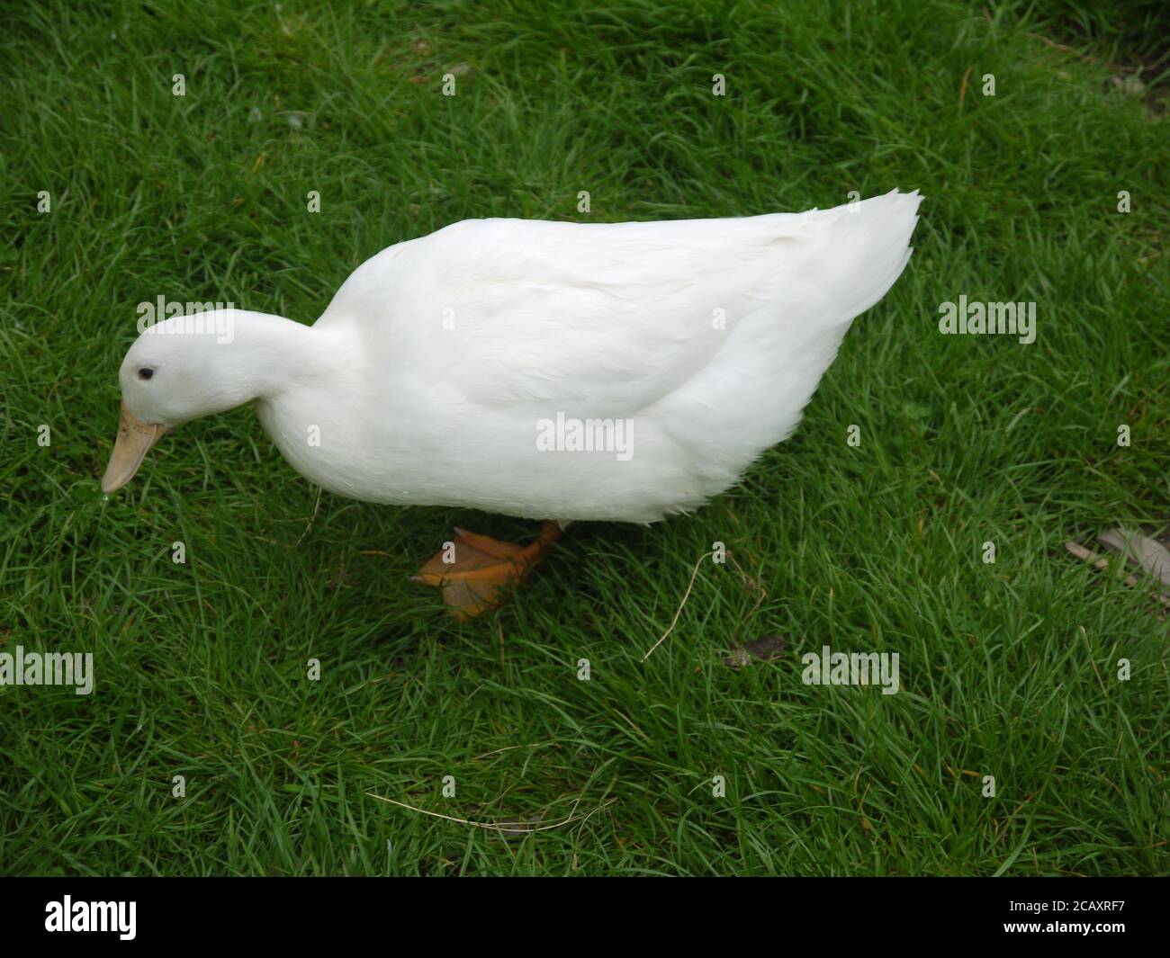 Anatra a piedi sul prato Foto Stock