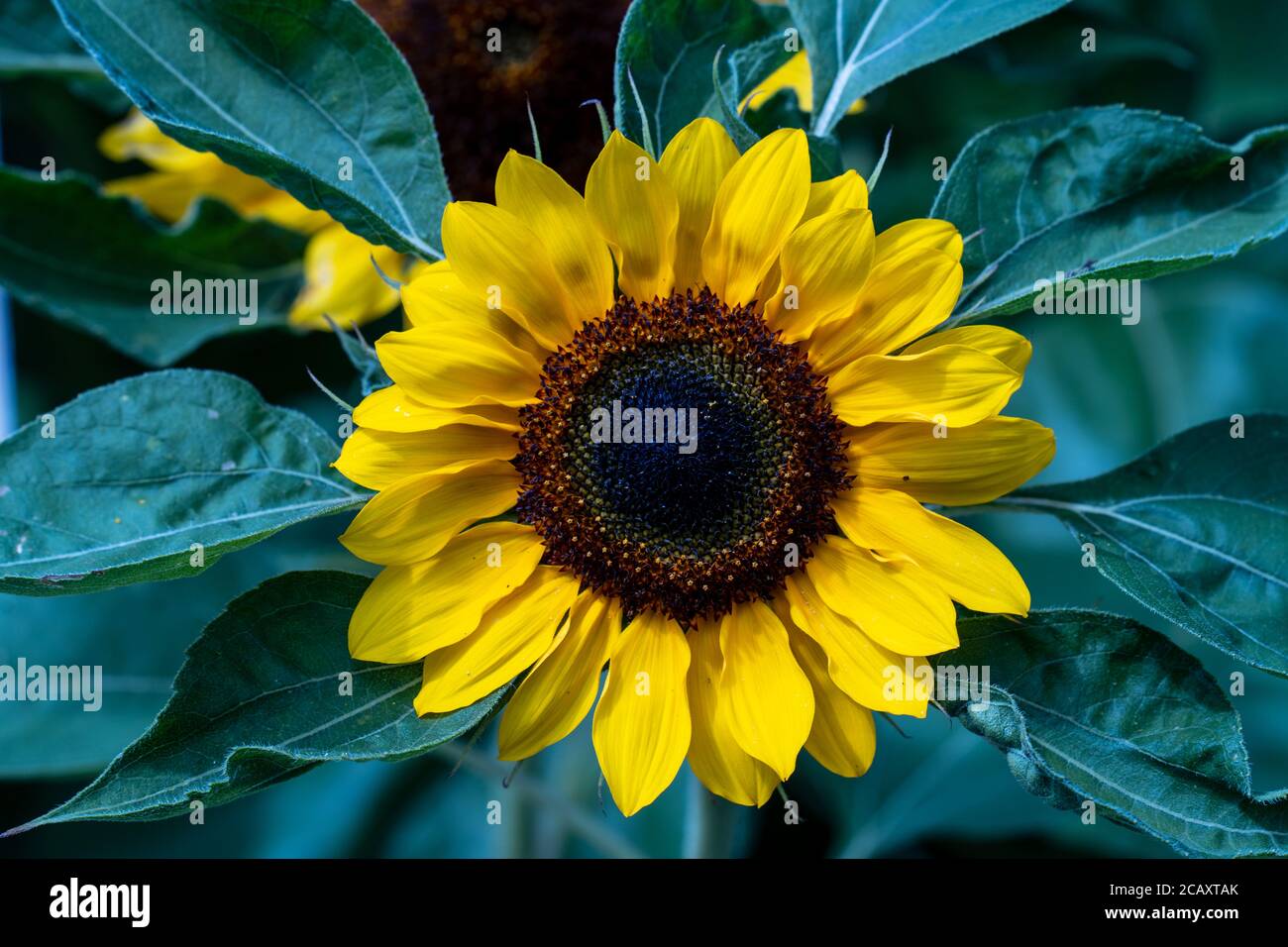 Girasole Foto Stock