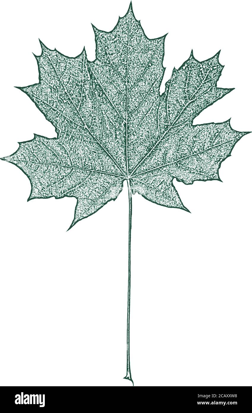 Foglie dell'albero di soccorso, struttura del foglietto. Sfondo verde e bianco grunge. Vettore EPS 8. Illustrazione Vettoriale