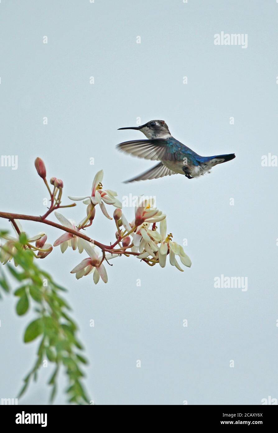 Ape Hummingbird (Mellisuga helenae) maschio immaturo che si affaccia e si alimenta al fiore, l'uccello più piccolo del mondo, penisola cubana endemica di Zapata, Matanzas Prov Foto Stock