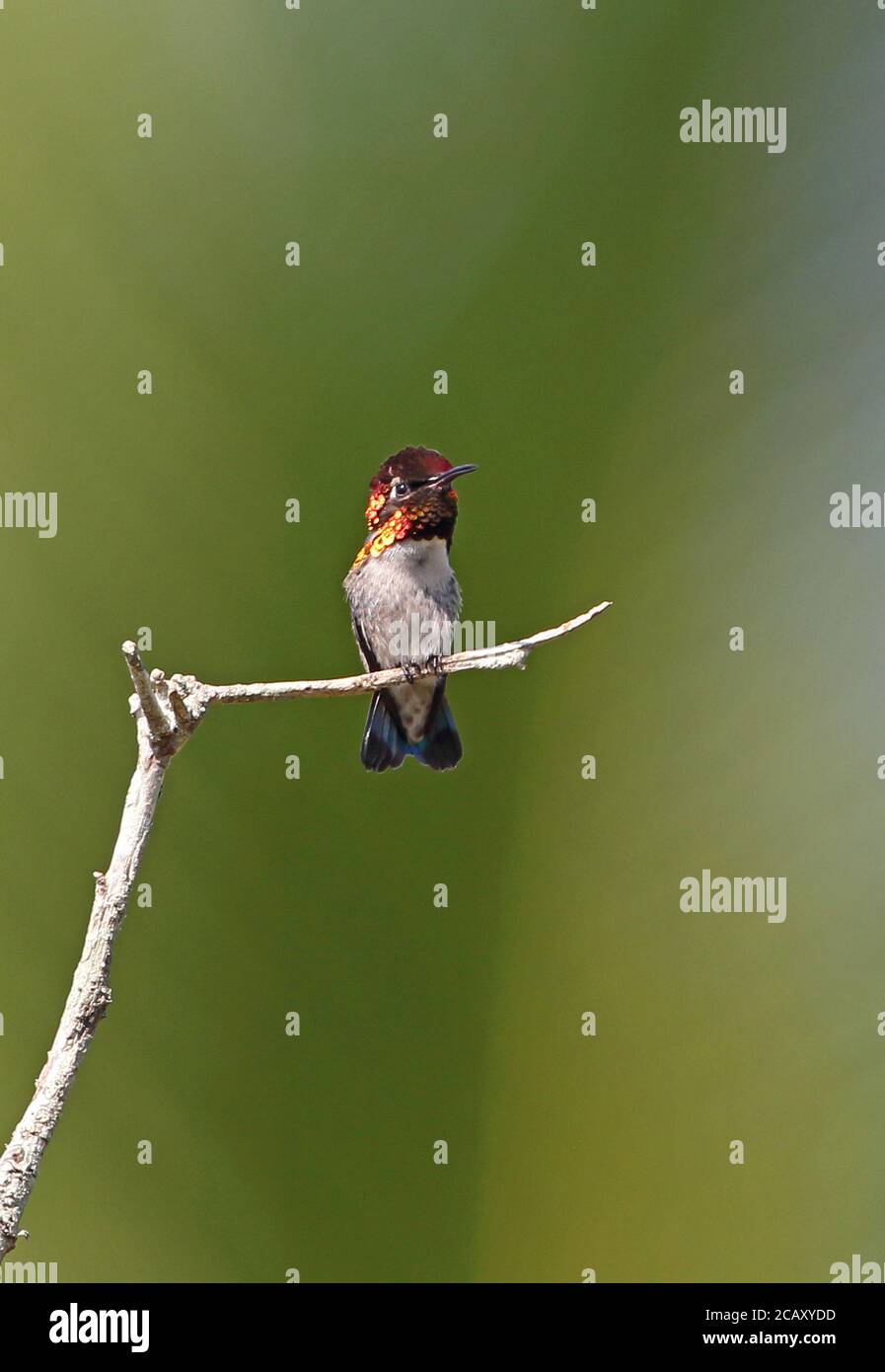 Bee Hummingbird (Mellisuga helenae) maschio adulto appollaiato sul ramoscello, uccello più piccolo del mondo, penisola cubana endemica di Zapata, provincia di Matanzas, Cuba Foto Stock