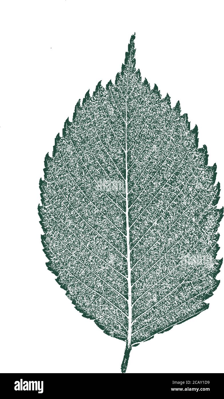 Foglie dell'albero di soccorso, struttura del foglietto. Sfondo verde e bianco grunge. Vettore EPS 8. Illustrazione Vettoriale