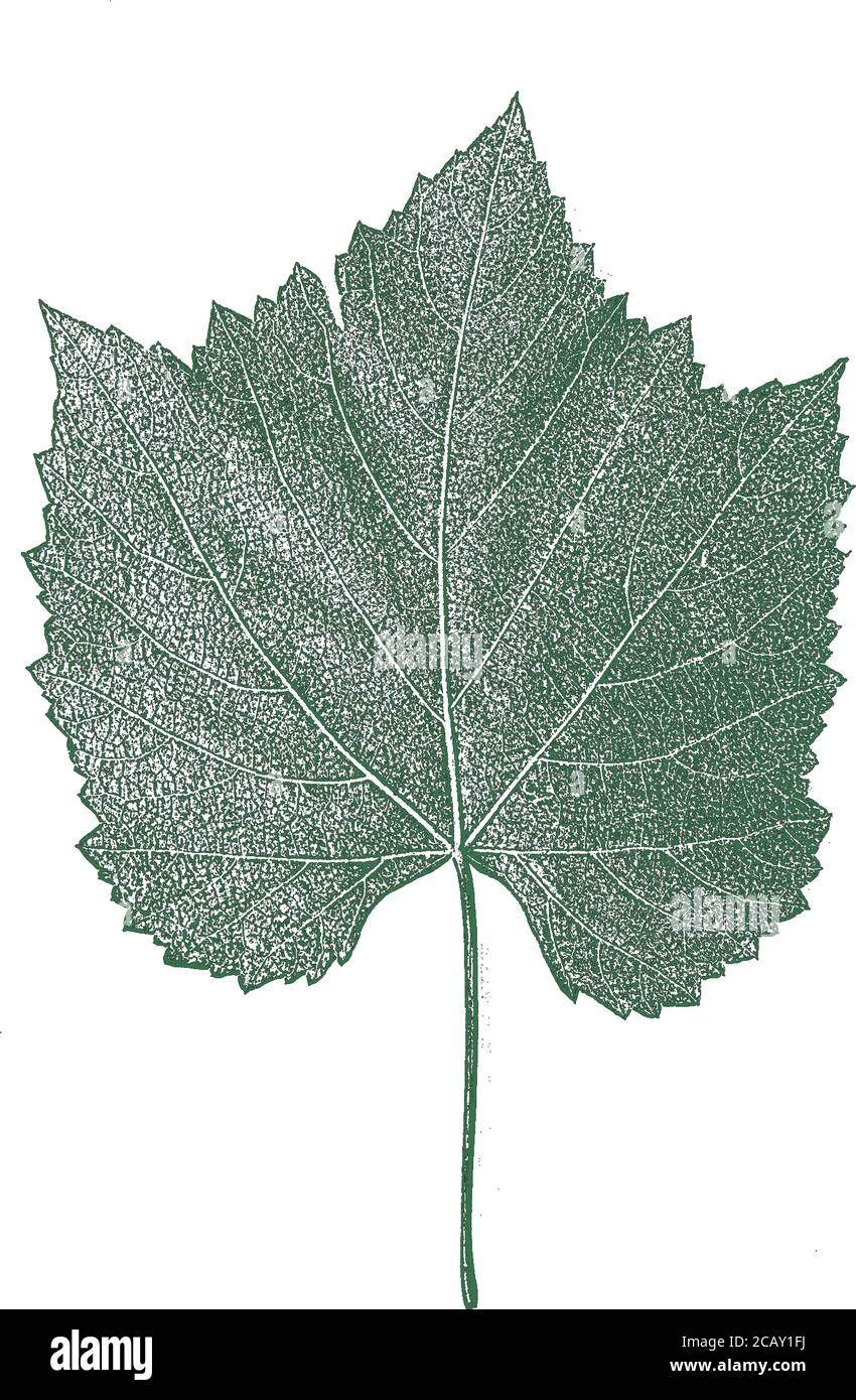 Foglie dell'albero di soccorso, struttura del foglietto. Sfondo verde e bianco grunge. Illustrazione di EPS 8 . Illustrazione Vettoriale