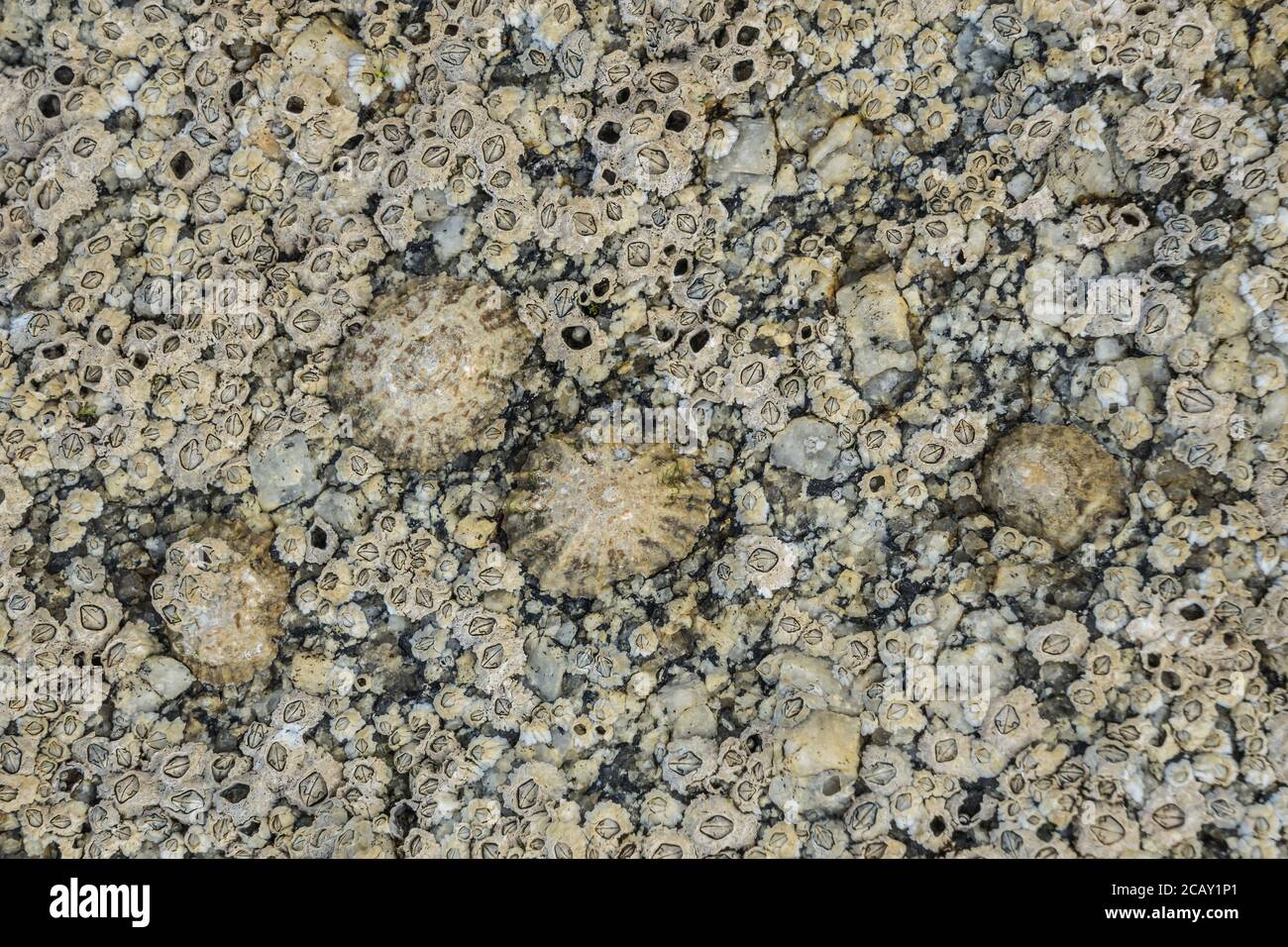 Conchiglie su una roccia tideland. Foto Stock