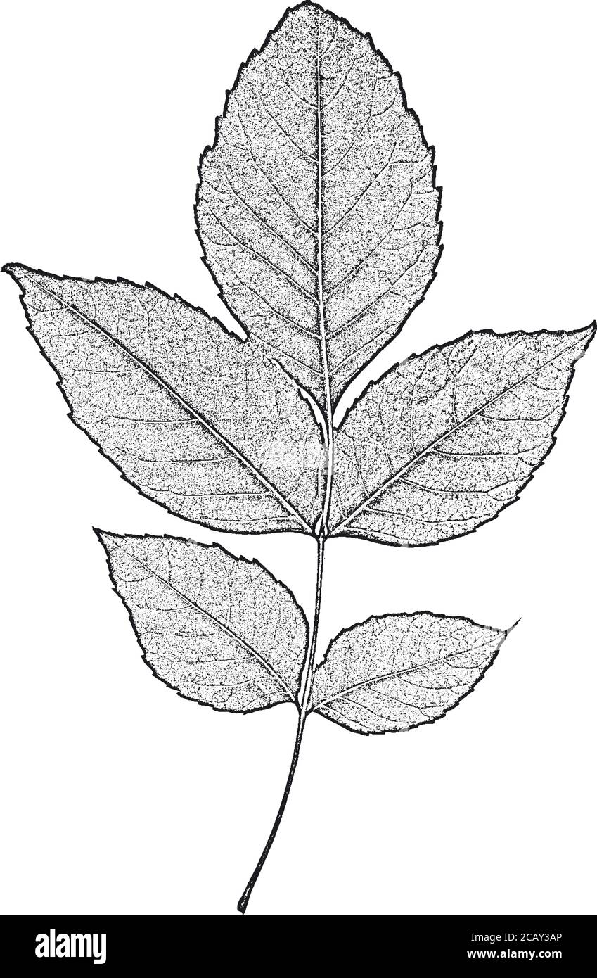 Foglie dell'albero di soccorso, struttura del foglietto. Sfondo grunge bianco e nero.EPS8. Illustrazione vettoriale. Illustrazione Vettoriale