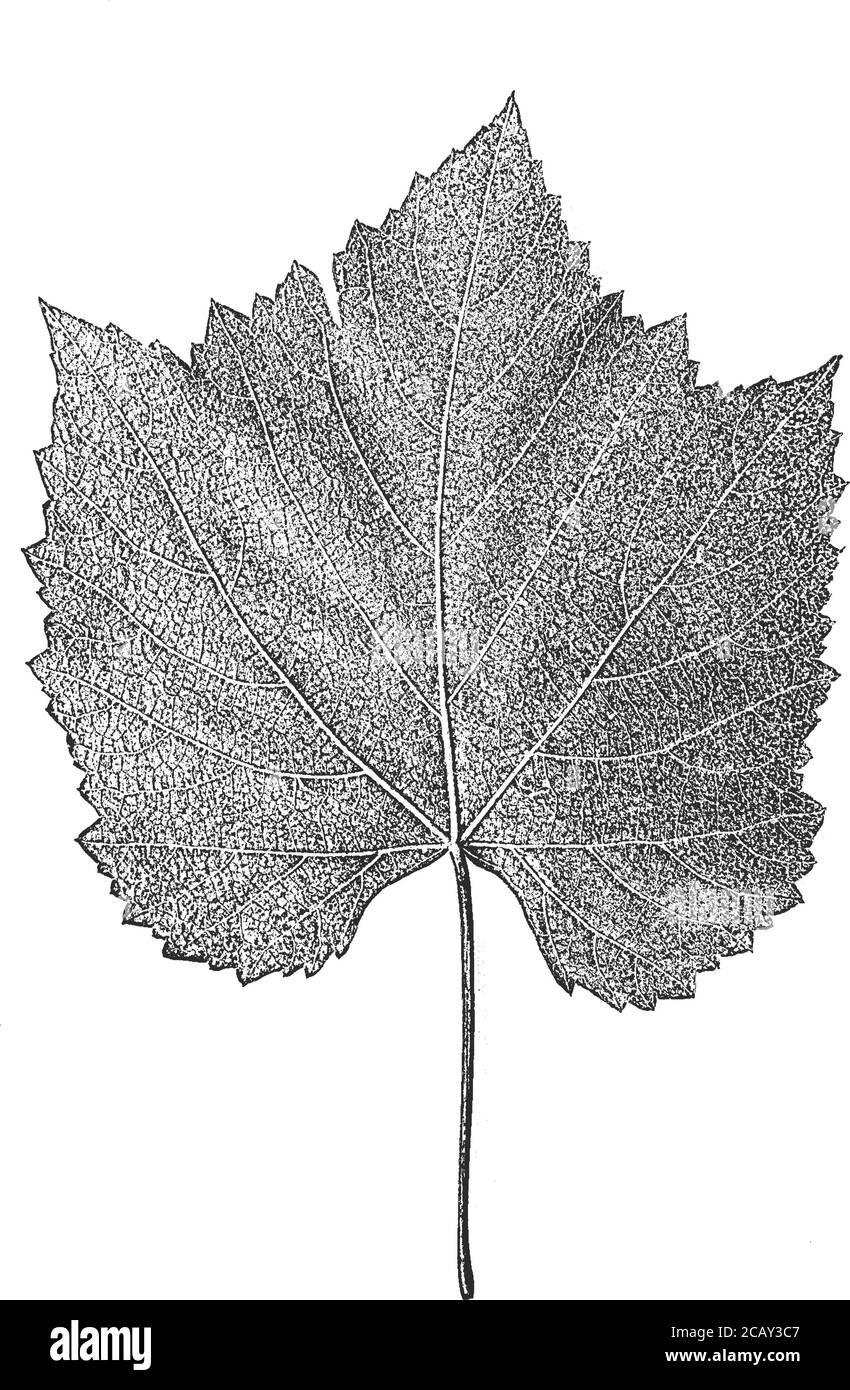 Foglie dell'albero di soccorso, struttura del foglietto. Sfondo grunge bianco e nero.EPS8. Illustrazione vettoriale. Illustrazione Vettoriale