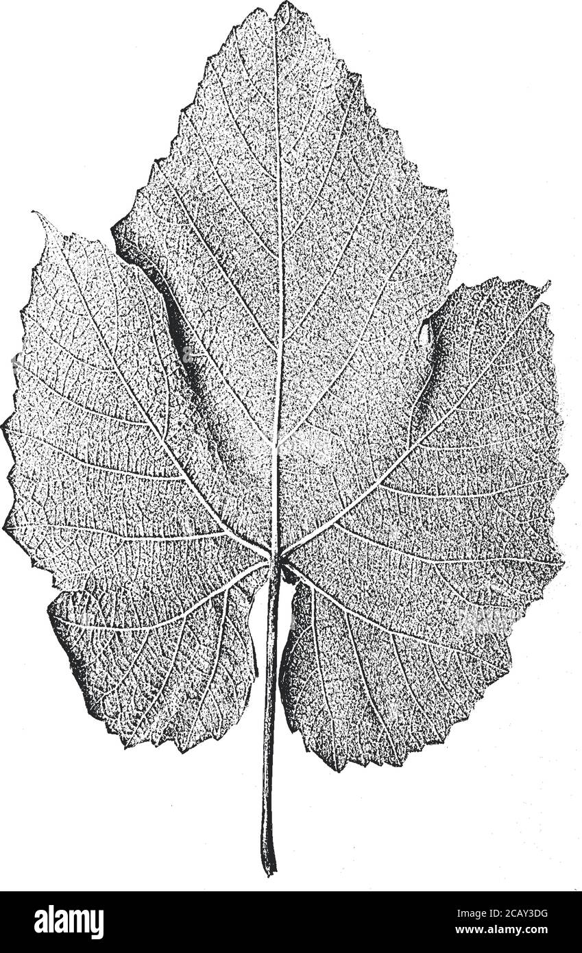 Foglie dell'albero di soccorso, struttura del foglietto. Sfondo grunge bianco e nero.EPS8. Illustrazione vettoriale. Illustrazione Vettoriale