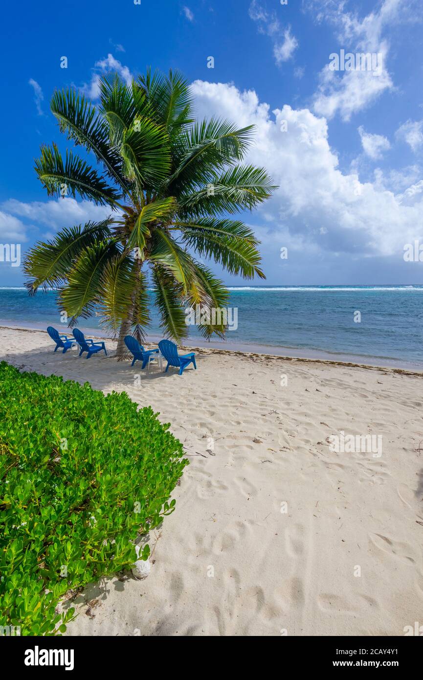 Palme e sedie da spiaggia, Grand Cayman Island Foto Stock