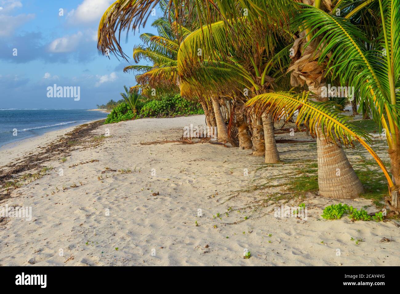 Spiaggia selvaggia e incontaminata con palme, Grand Cayman Island Foto Stock
