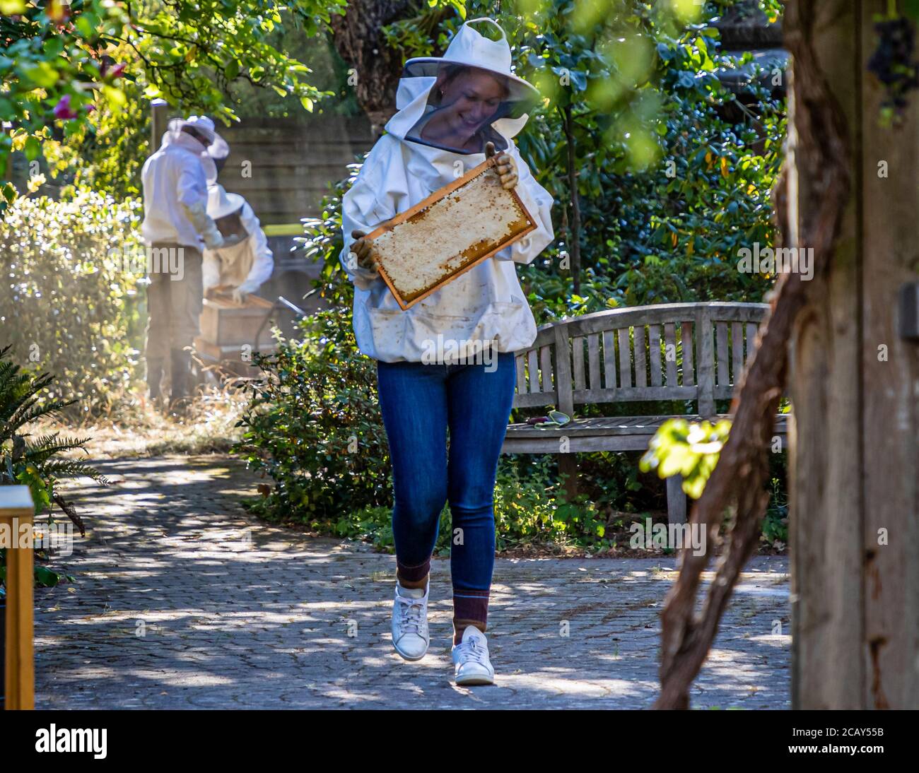 Allevamento di api e raccolta di miele a Grevenbroich, Germania Foto Stock