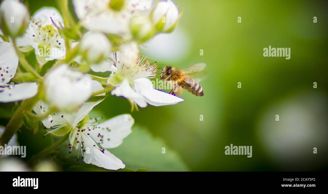 Ape di miele ricoperta di polline di colore bianco, beva nettare da fiori di colore bianco e impollinandoli, la foto migliore Foto Stock