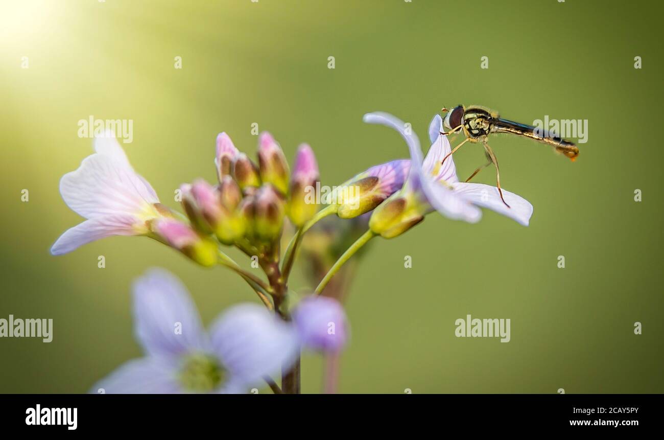 Ape di miele ricoperta di polline di colore bianco, beva nettare da fiori di colore bianco e impollinandoli, la foto migliore Foto Stock