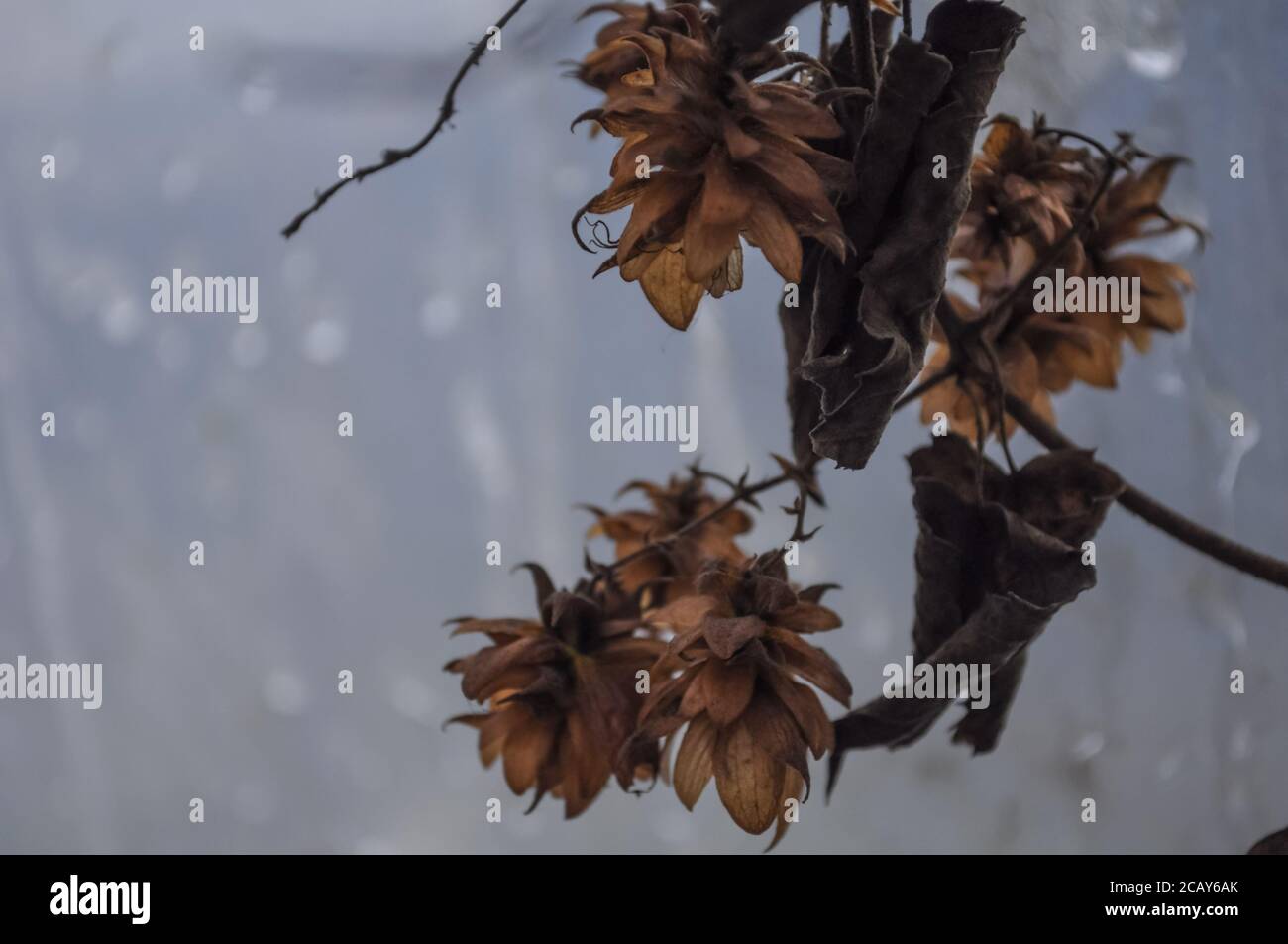 Fine autunno. Bouquet di fiori appassiti e semi di luppolo su sfondo grigio gelo sfocato. Fiore secco, sfondo autunno Foto Stock