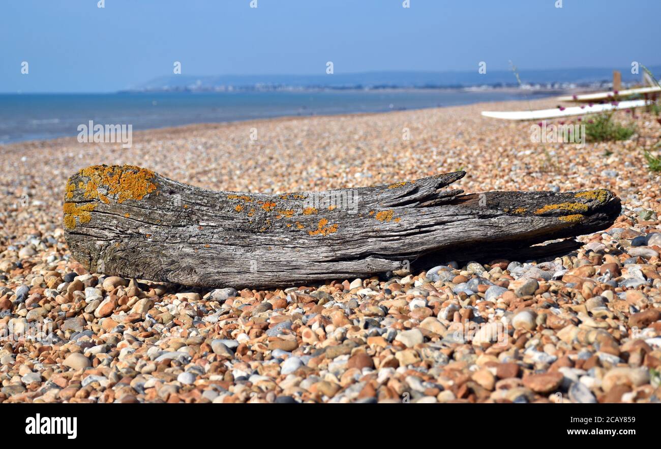 Driftwood sulla spiaggia di sabbia di Normans Bay, Sussex, Inghilterra Regno Unito. Foto Stock