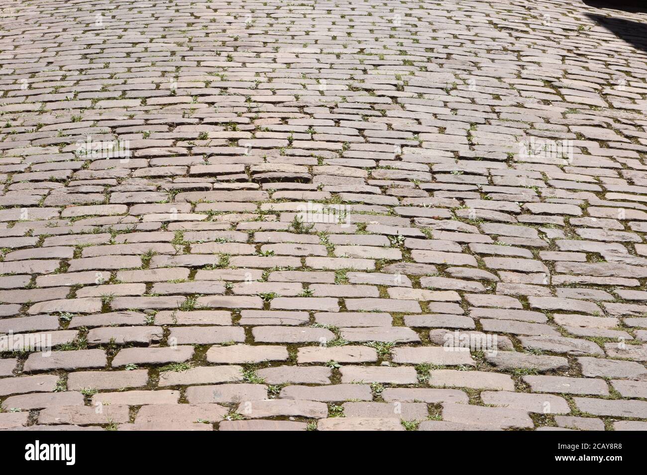 Ciottoli con erba verde germogliata a Colmar, texture, Francia durante il periodo estivo in centro. Foto Stock