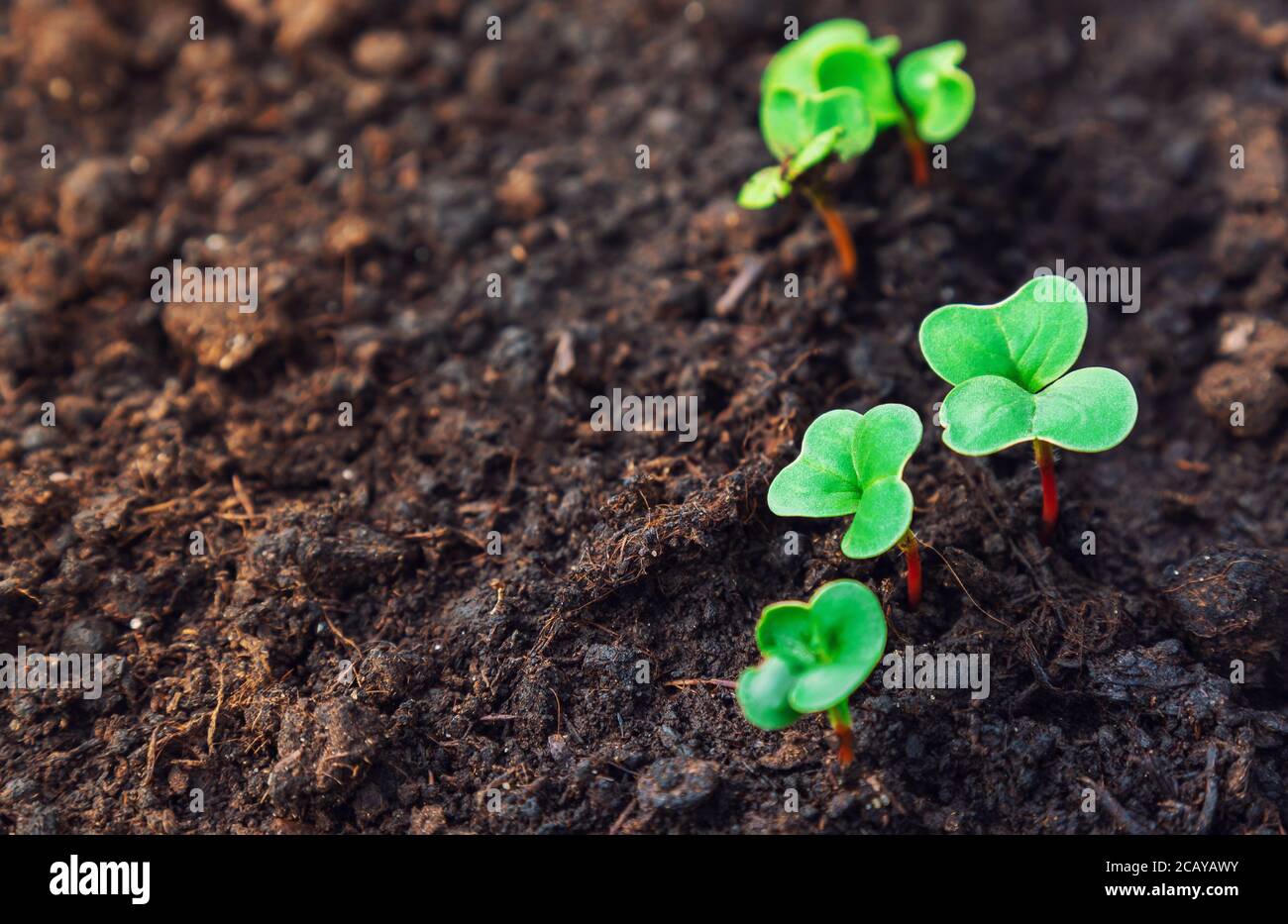 Crescita di ravanello. Giovani pianta ravizzone in giardino. Messa a fuoco selettiva. Spazio per il testo. Foto Stock
