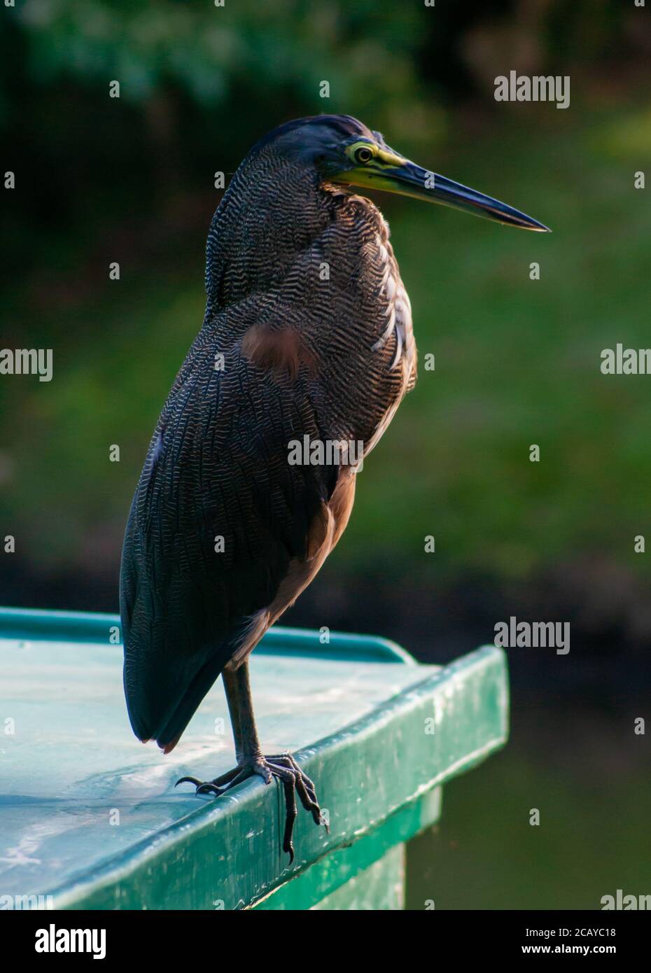 Heron guardare su una barca Foto Stock