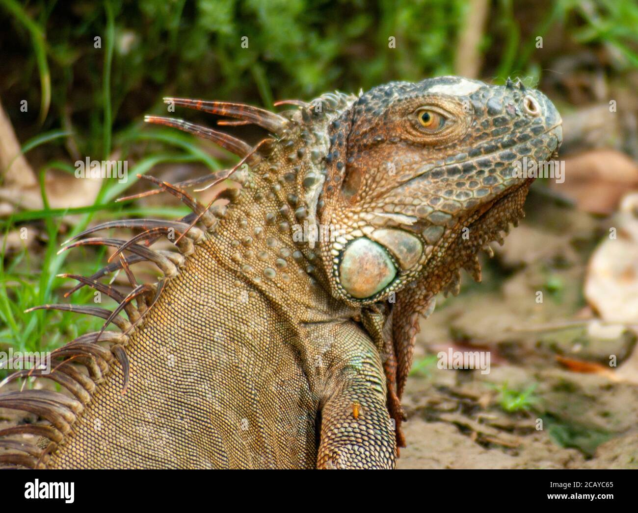 Grande Iguana che guarda fuori Foto Stock