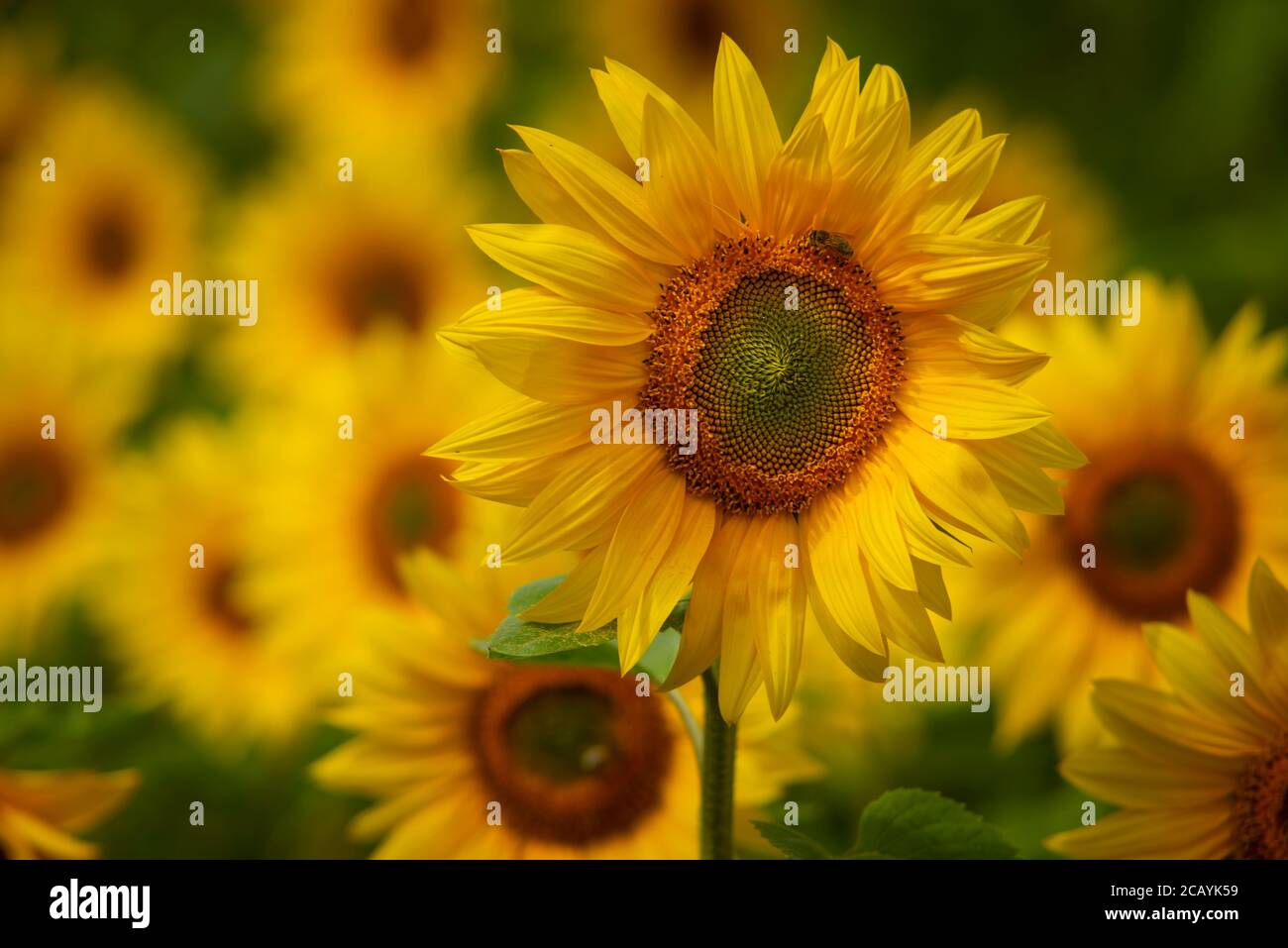 Un campo di girasoli crogiolarsi al sole del pomeriggio. Foto Stock