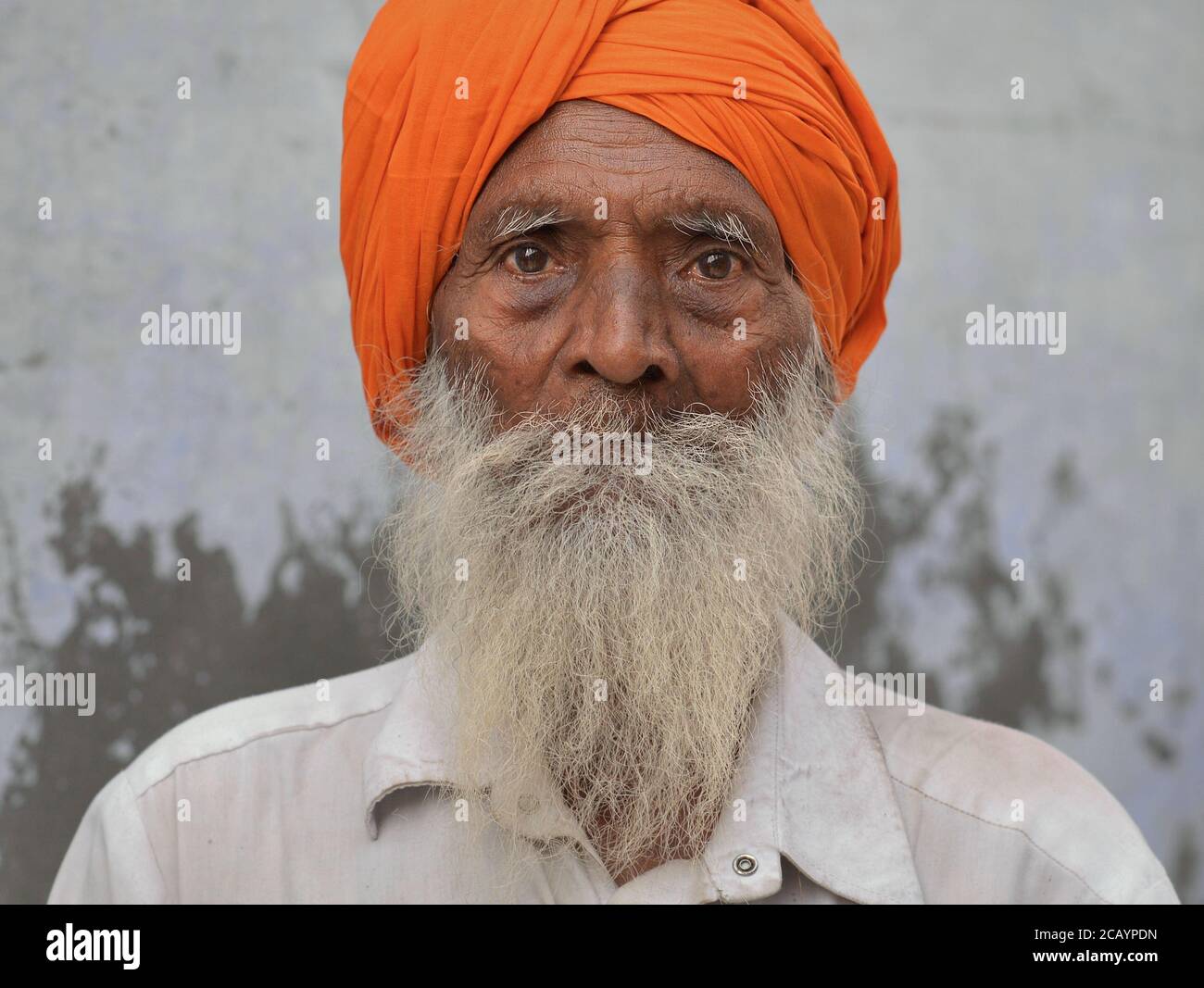 L'uomo vecchio indiano Sikh con il turban arancione (dastar) e la barba grigia lunga pone per un headshot. Foto Stock