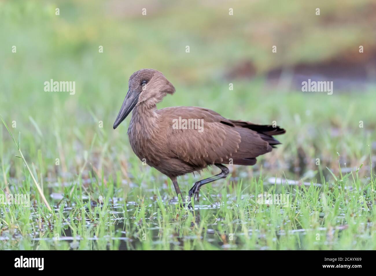 Hamerkop (Scopus umbretta) a caccia di cibo al lago Baringo, Kenya Foto Stock