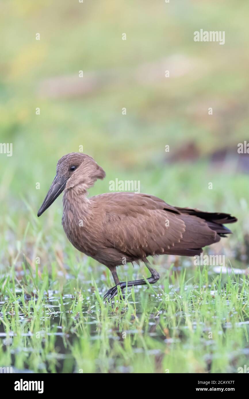 Hamerkop (Scopus umbretta) a caccia di cibo al lago Baringo, Kenya Foto Stock