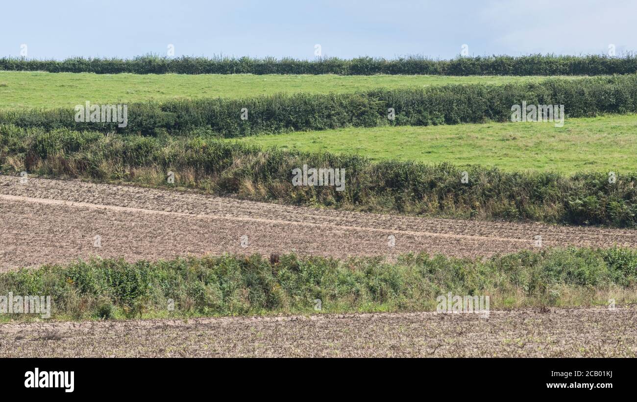 16:9 paesaggio di hedgerow confine campo visto da un lontano punto di vista. Per sistemi di campo del Regno Unito, campi di Cornovaglia, fattorie della Cornovaglia, zig-zag. Foto Stock