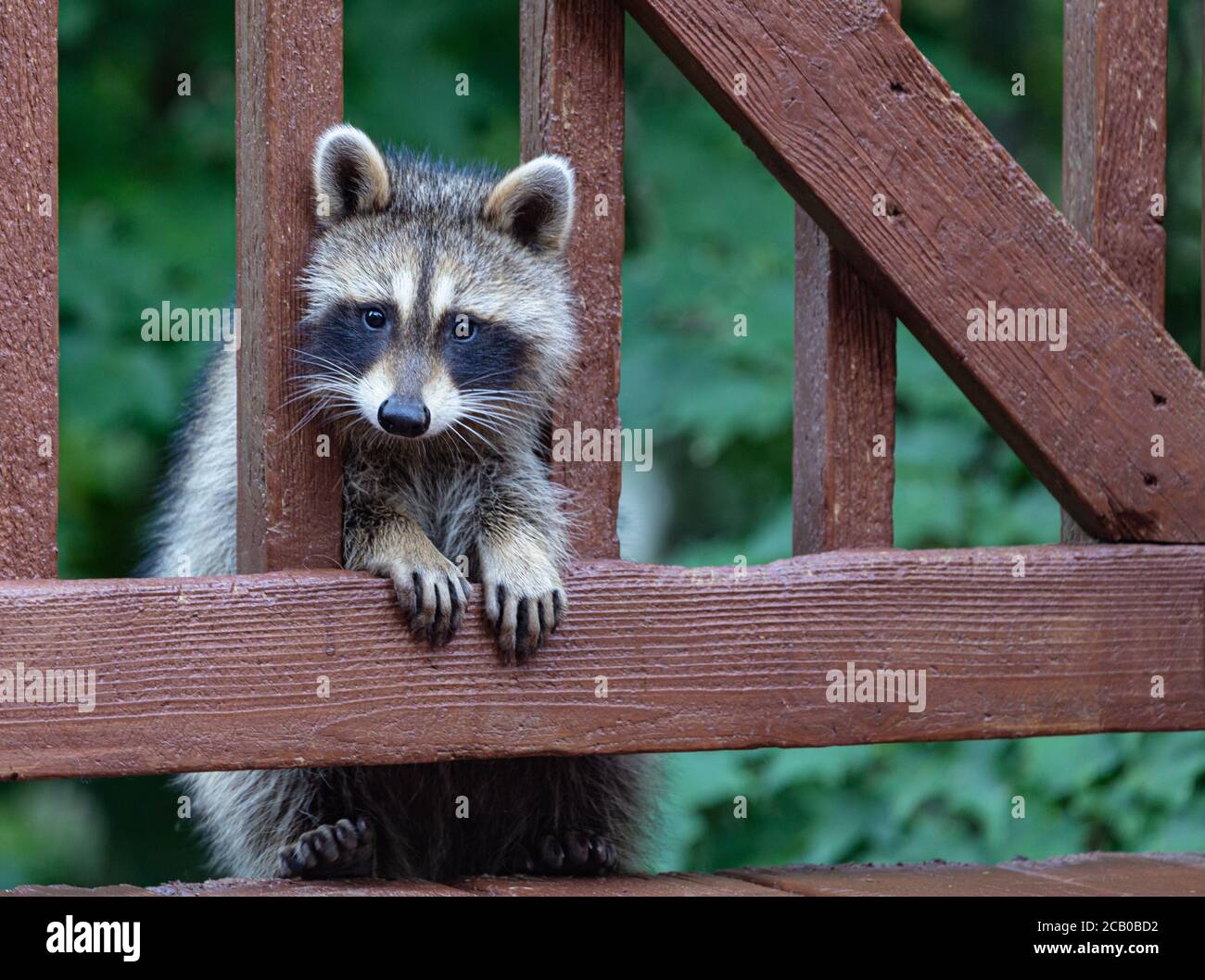 Giovane raccoon sbirciando attraverso le rotaie di un ponte di legno in prima serata in una calda notte estiva. Foto Stock