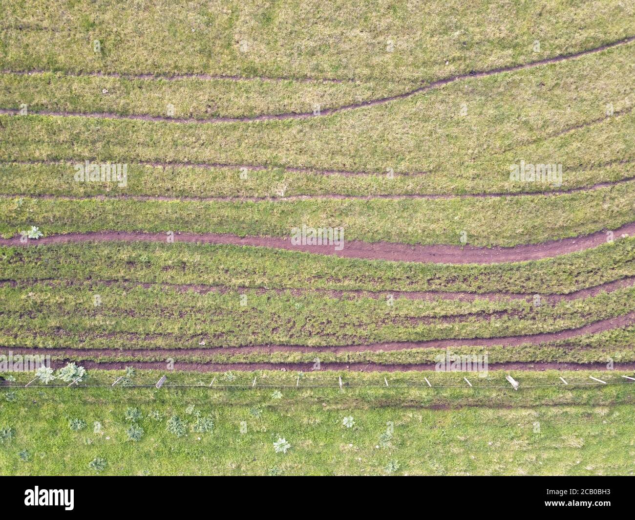 Piste per animali e vista aerea di un campo verde, di una linea di recinzioni e di un paesaggio agricolo a Victoria, Australia. Foto Stock