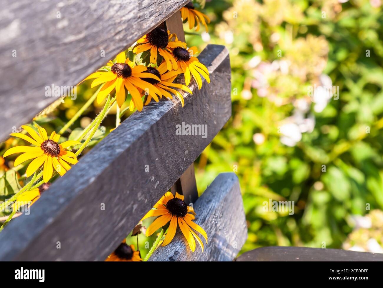 Fiori susan dagli occhi marroni visti attraverso le stecche di una panchina di legno in una giornata estiva di sole a Pittsburgh, Pennsylvania, USA Foto Stock