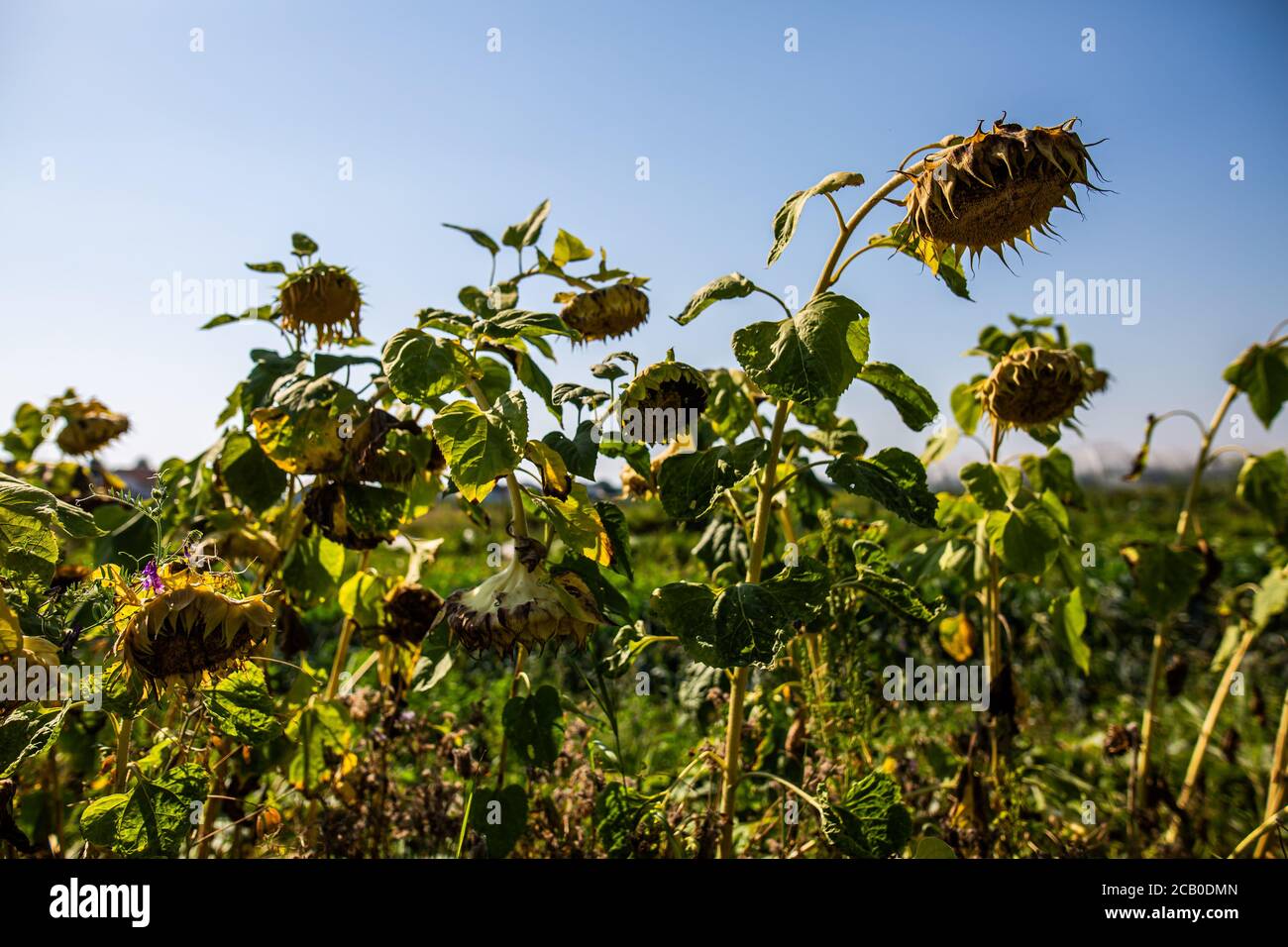 Bad Krozingen, Germania. 09 agosto 2020. I girasoli secchi si levano in piedi in un campo e lasciano le loro teste appendere giù. A causa delle alte temperature e della persistente siccità, la Germania sta vivendo attualmente un periodo storico di siccità. Credit: Philippe von Ditfurth/dpa/Alamy Live News Foto Stock