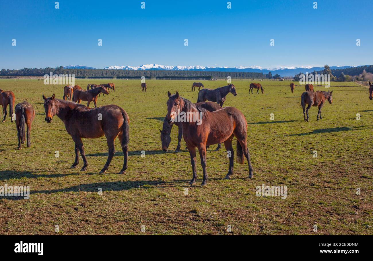 Scene di campagna della Nuova Zelanda: Allevamento di cavalli Foto Stock