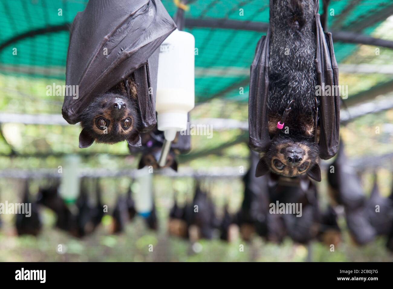 Sopravvissuti alle sollecitazioni termiche. Orfani flying-volpe con occhiali (Pteropus cospicillatus). Ospedale di Tolga Bat. Dicembre 2018. Atherton Tablelands. Australia. Foto Stock