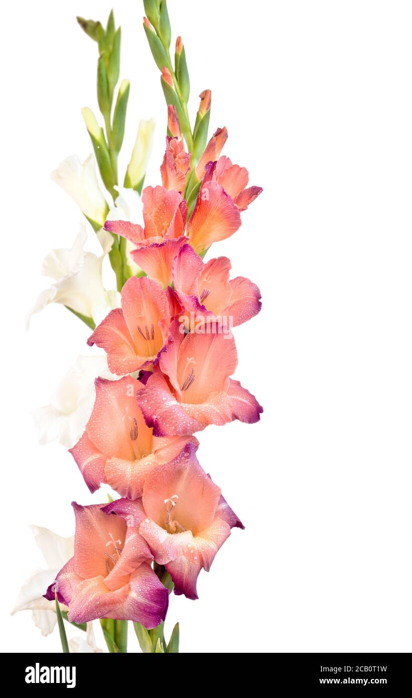 Bella porpora palaenopsis orchidea fiore, noto come farfalle fluttering, su uno sfondo bianco. Foto Stock Bella porpora palaenopsis orchidea fiore, noto come farfalle fluttering, su uno sfondo bianco. Foto Stock