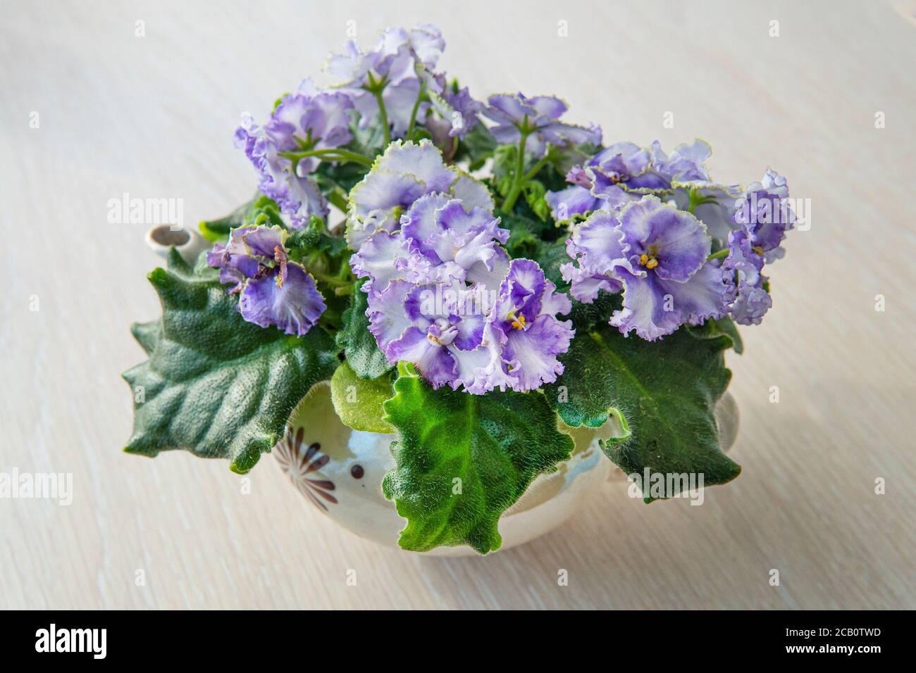 Belle piante interne. Le violette fioriscono sul davanzale a casa. Foto Stock