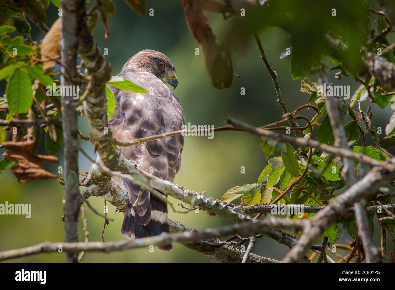 Falco ad alata larga (Buteo platypterus), Icononzo, Tolima, Colombia Foto Stock