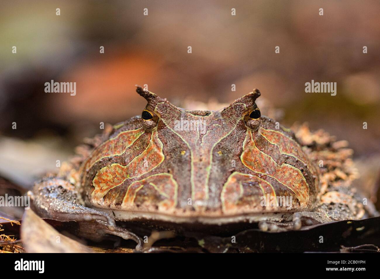 La rana oronata Surinam (Ceratophrys cornuta), nota anche come rana coronata amazzonica, è una rana ingombrante che misura fino a 20 centimetri (7.9 pollici) trovato in t Foto Stock