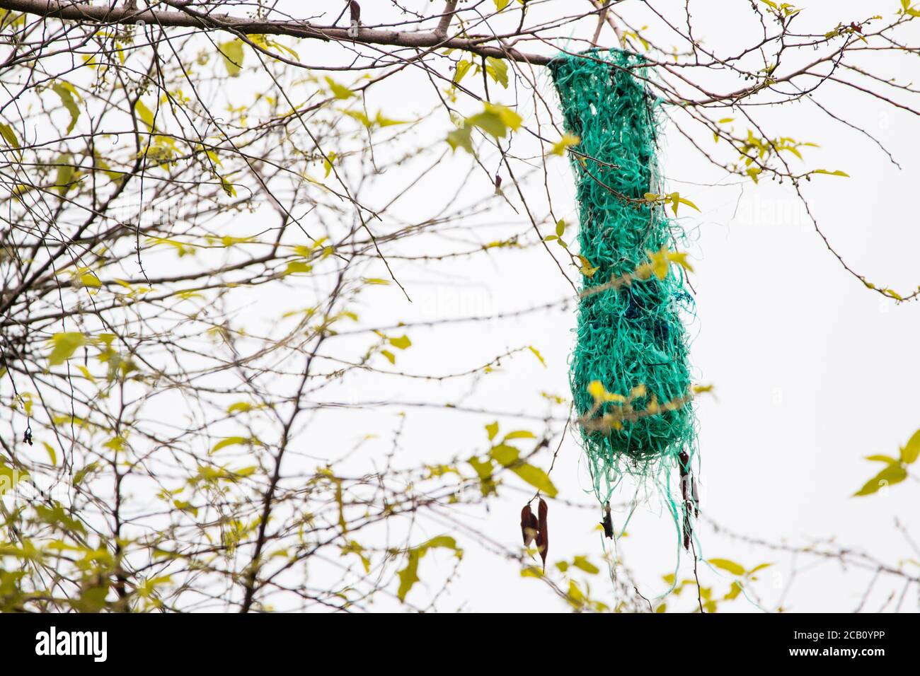 Un nido di Psarocolius decumanus costruito con fibre sintetiche in zone suburbane della città di Cali, Colombia. Il grado di intervento umano in Europa Foto Stock